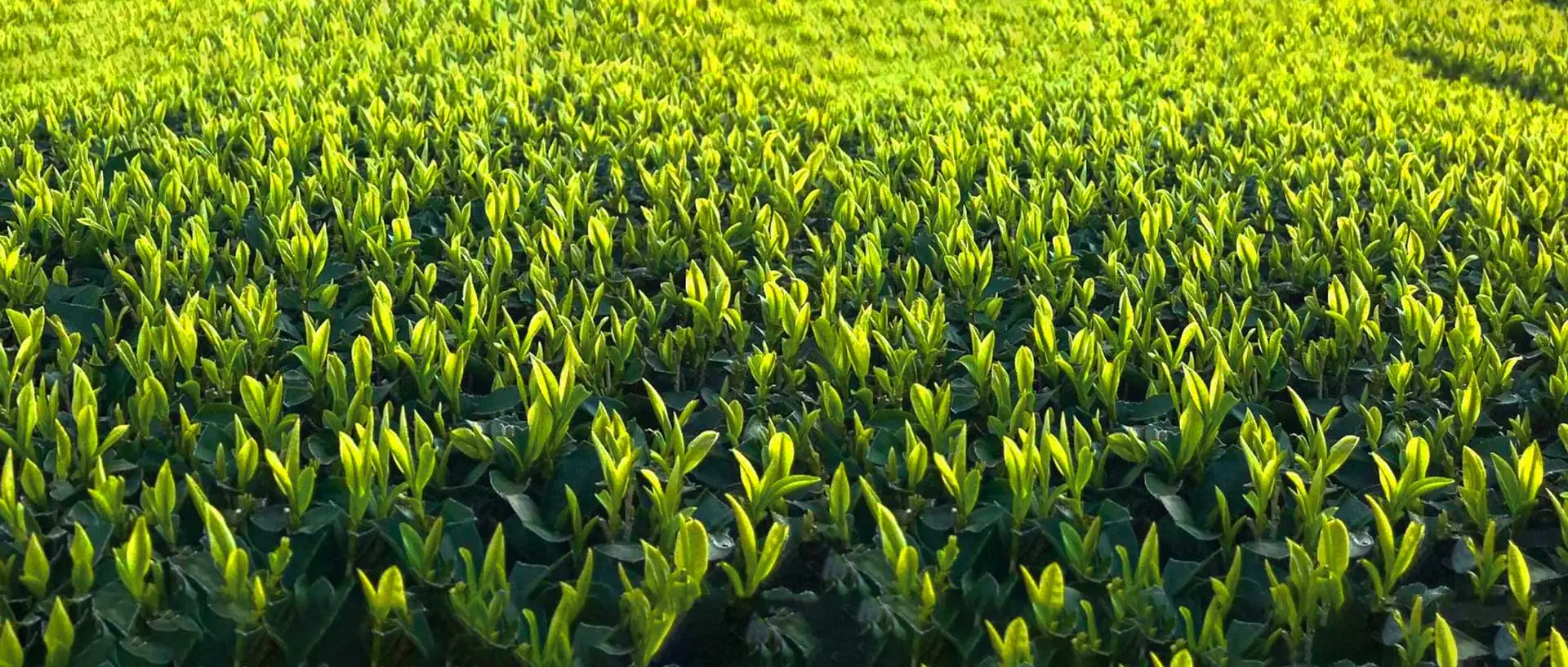 2024 First Flush Spring Tea