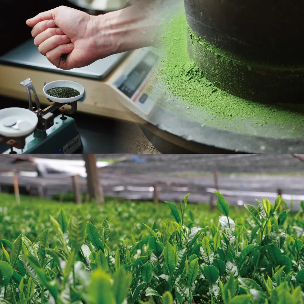 Ceremonial Japanese Matcha