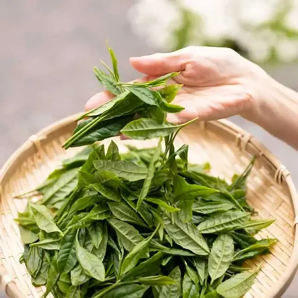 Azayka Matcha Leaves