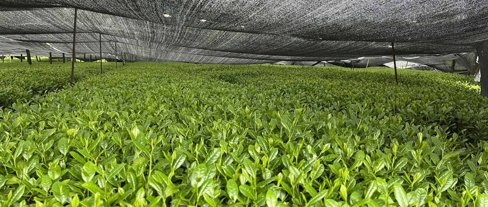 Azayaka Organic Matcha Plantation