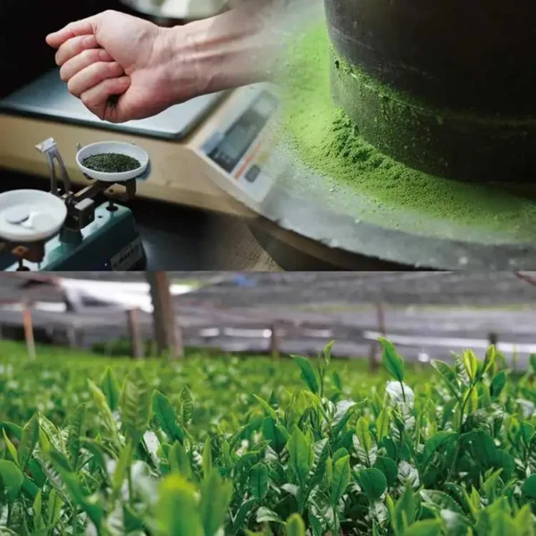 Japanese Azayaka Matcha 정통 일본의 맛을 다도용 유기농 말차 파우더로 경험하세요. 풍부한 감칠맛과 부드러운 질감, 말차 애호가와 전문가에게 완벽한 선택입니다.