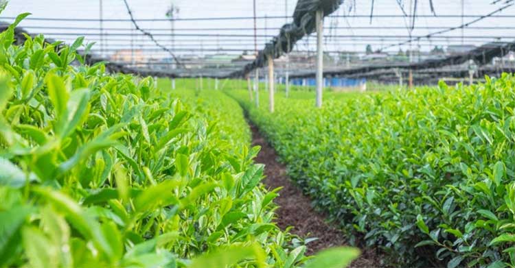 AZ Matcha  Plantation