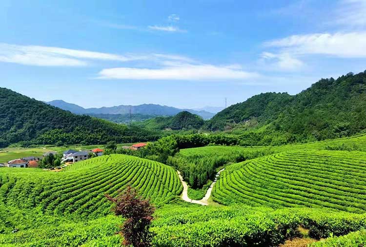 The tea chosen by our Staff