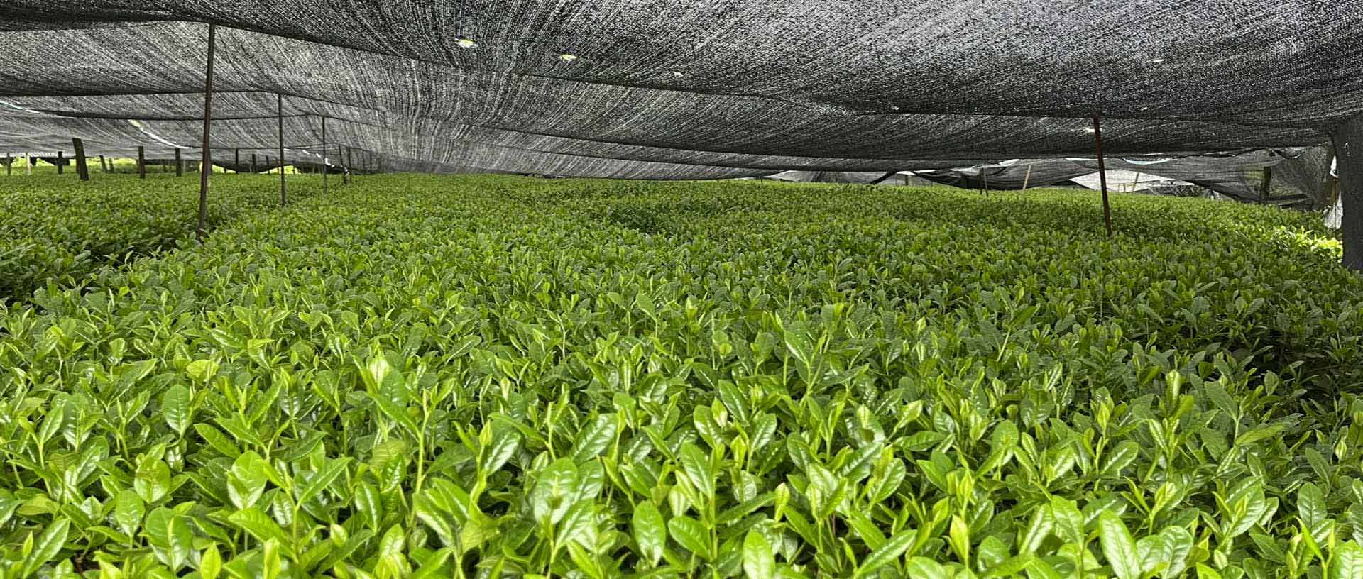 Azayaka-Organic-Matcha-Plantation