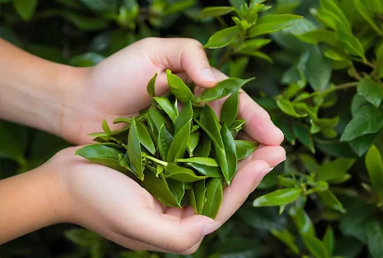 The tea chosen by our Staff