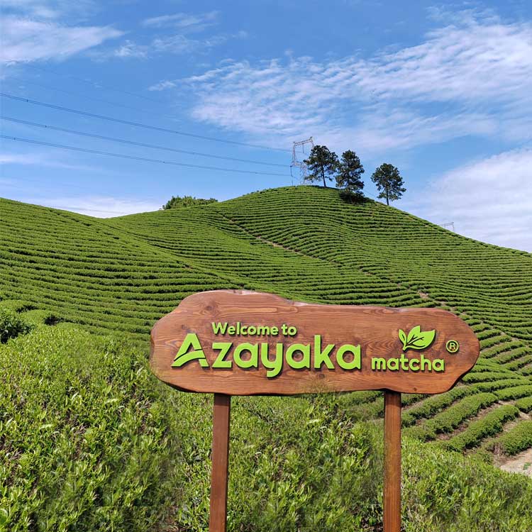 Azayaka Matcha Plantation
