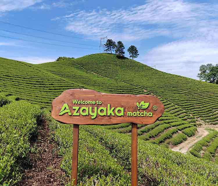 Azayaka-Tea-Garden