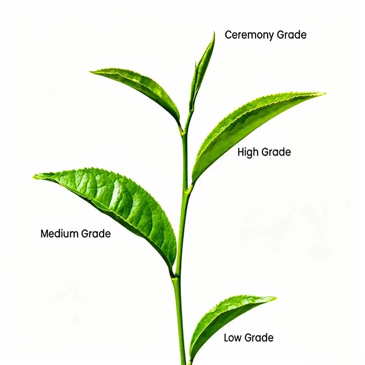 Culinary vs Ceremonial-Matcha Powder