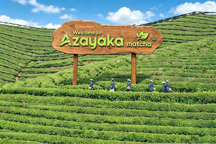 Azayaka Organic Matcha Plantation