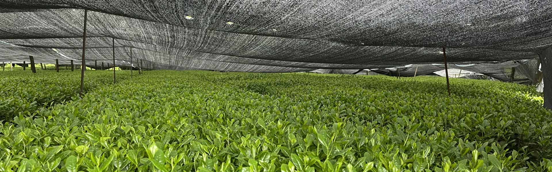 Azayaka Organic Matcha Plantation