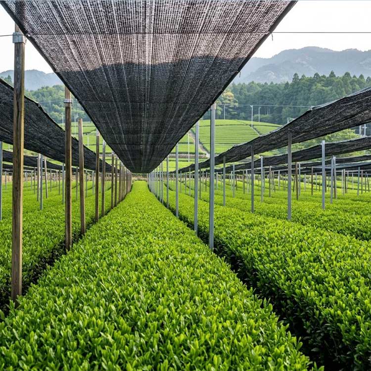 Azayaka Tea Garden